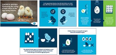 Ethical Eggs: Can Synthetic Biology Disrupt the Global Egg Production Industry?